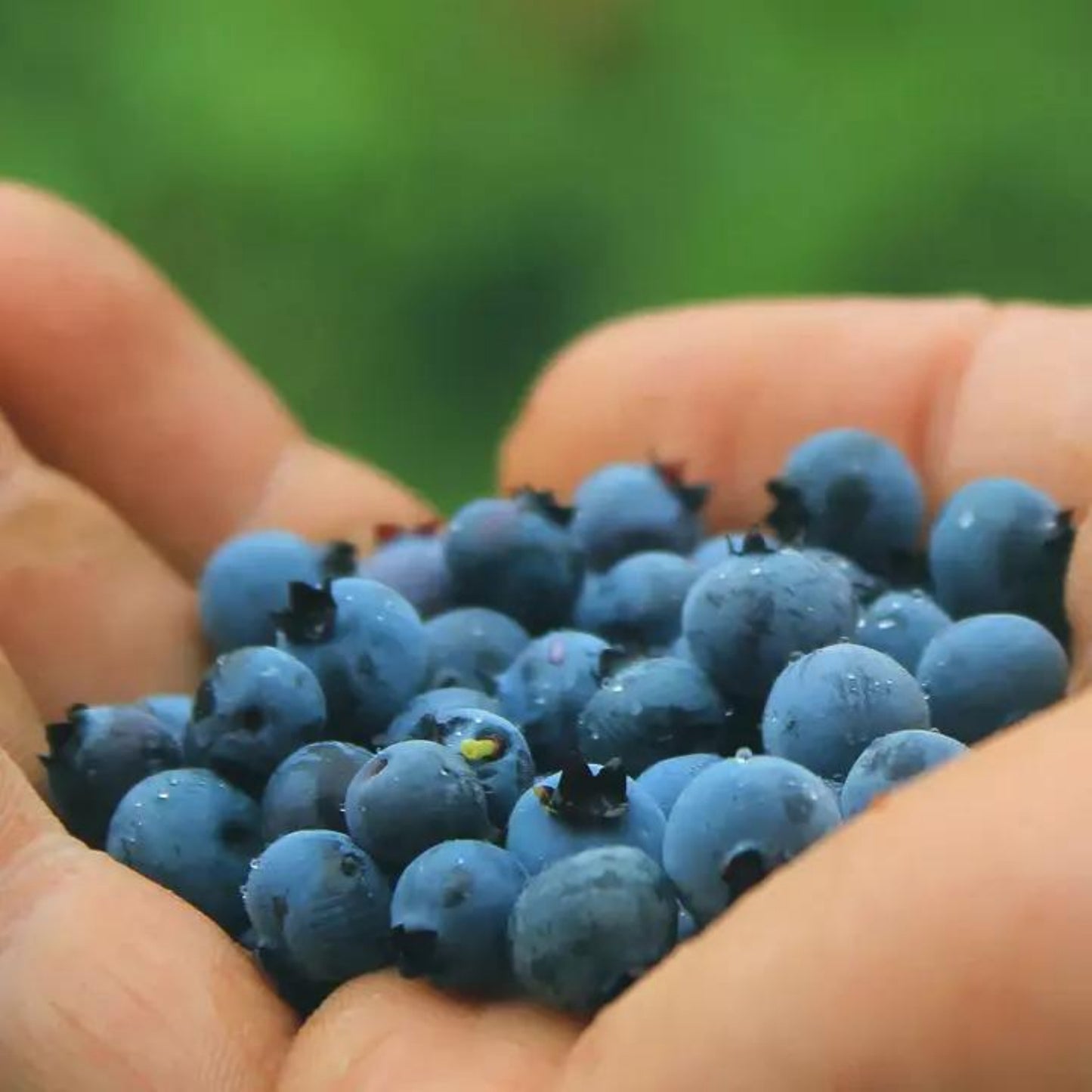 Hand of Blueberries